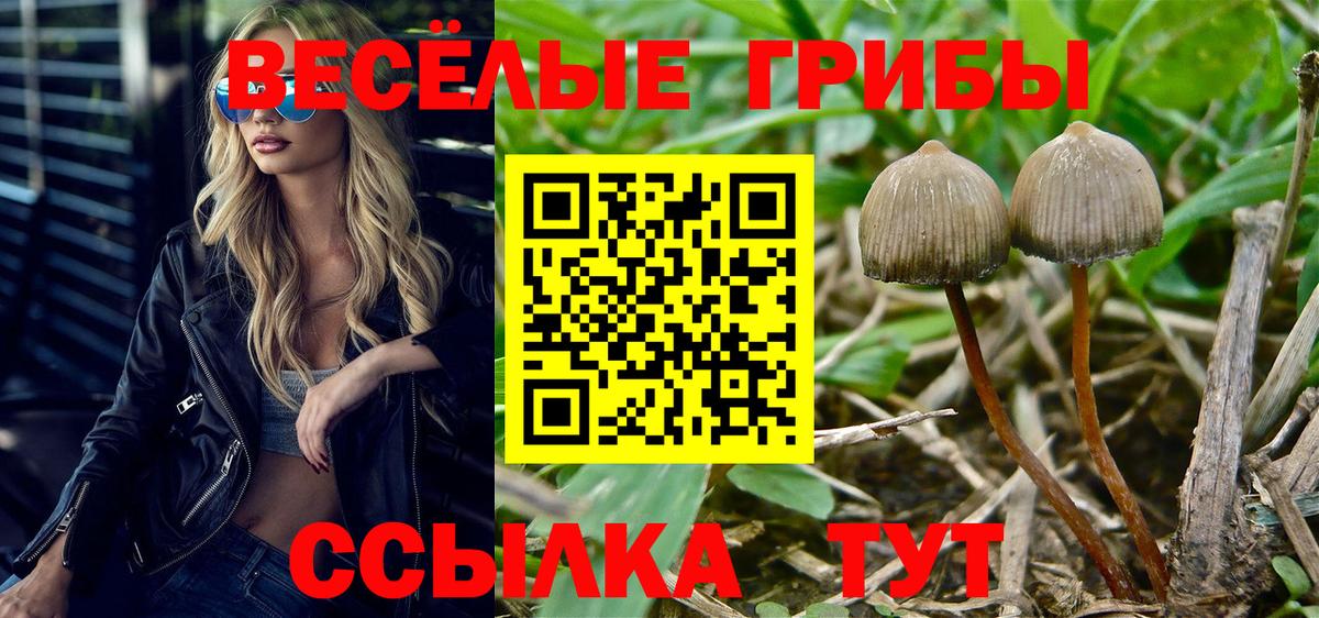 Псилоцибиновые грибы Psilocybine cubensis  Вход с VPN  Петрозаводск  Псилоцибиновые грибы мухоморы 